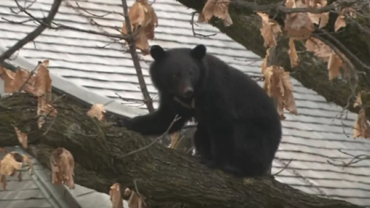 В Японии зафиксировано рекордное число жертв медвежьих нападений за 10 лет
