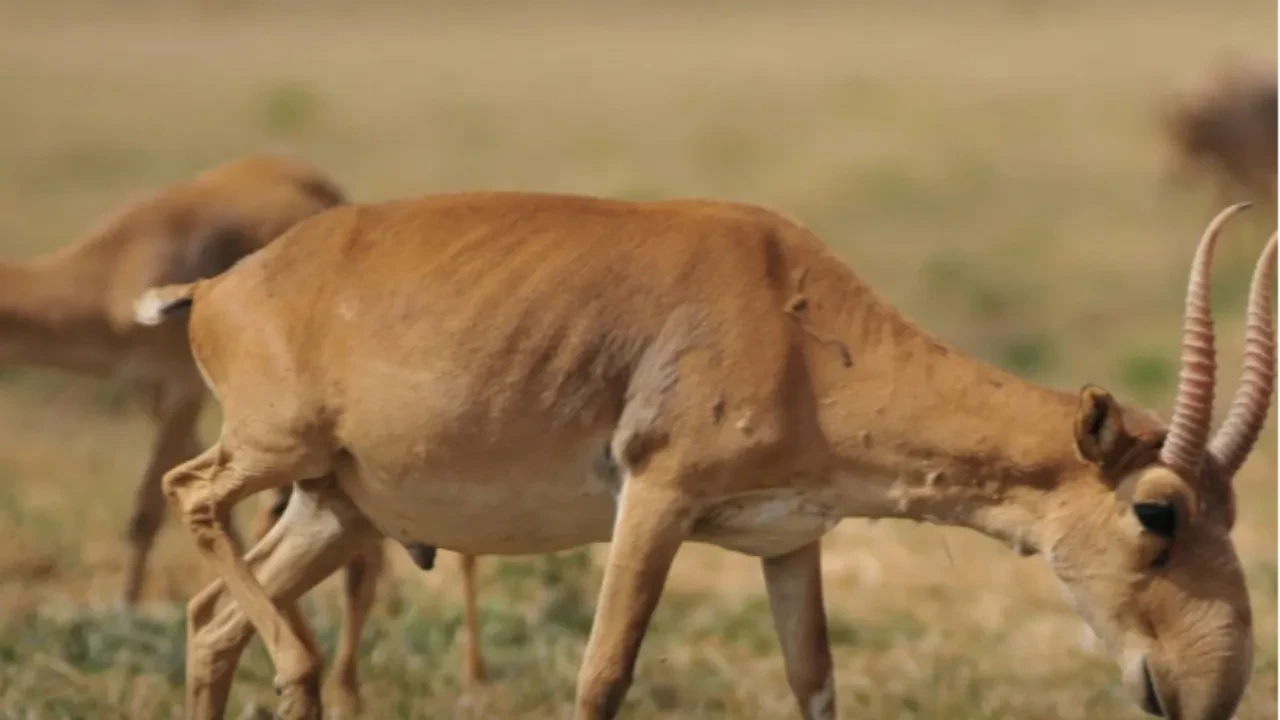 Сколько сайгаков пустили на мясо в Казахстане