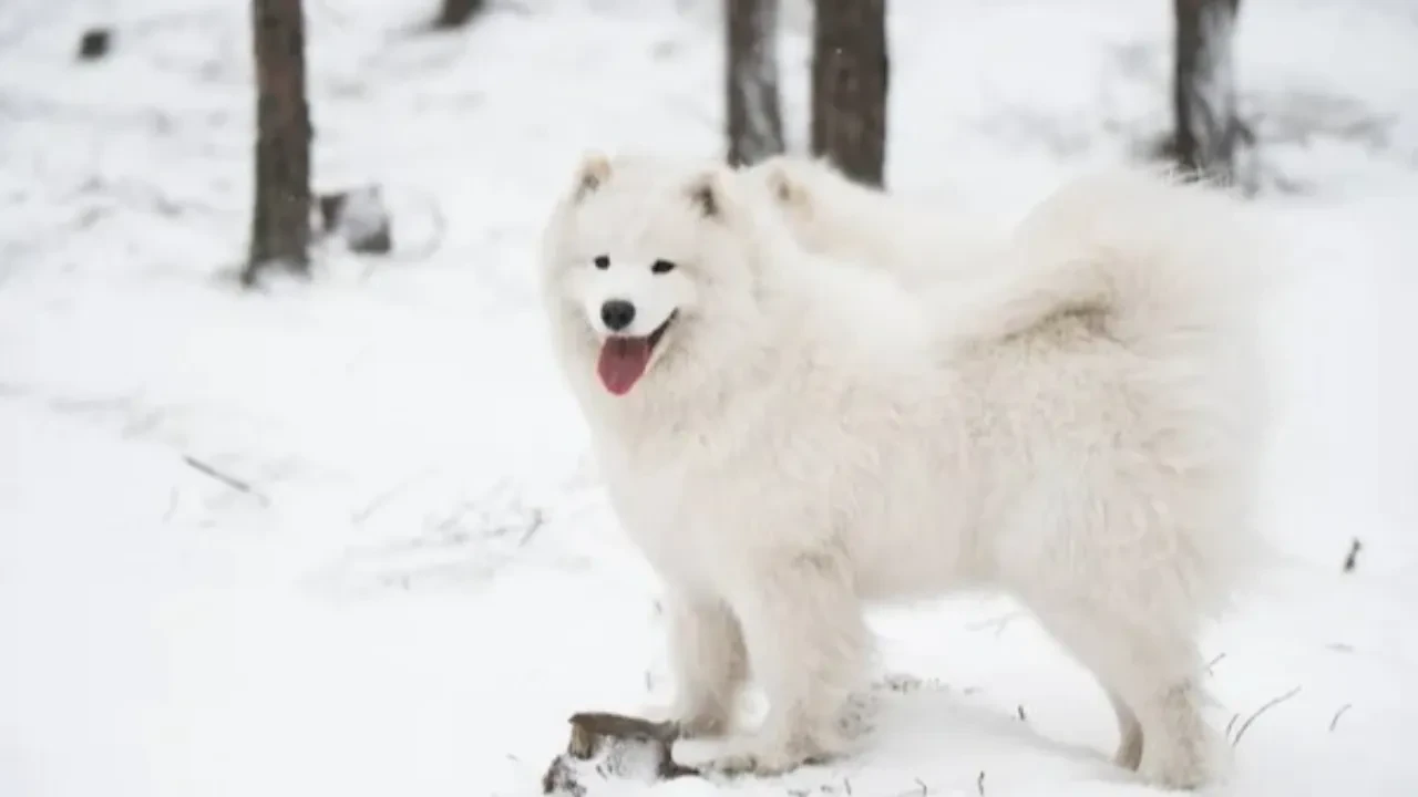 Когда зима ослабнет: прогноз погоды на февраль по Казахстану