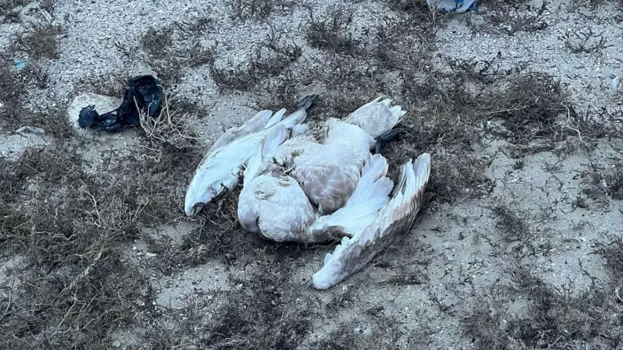 В Атырау погибают лебеди: ответственные молчат