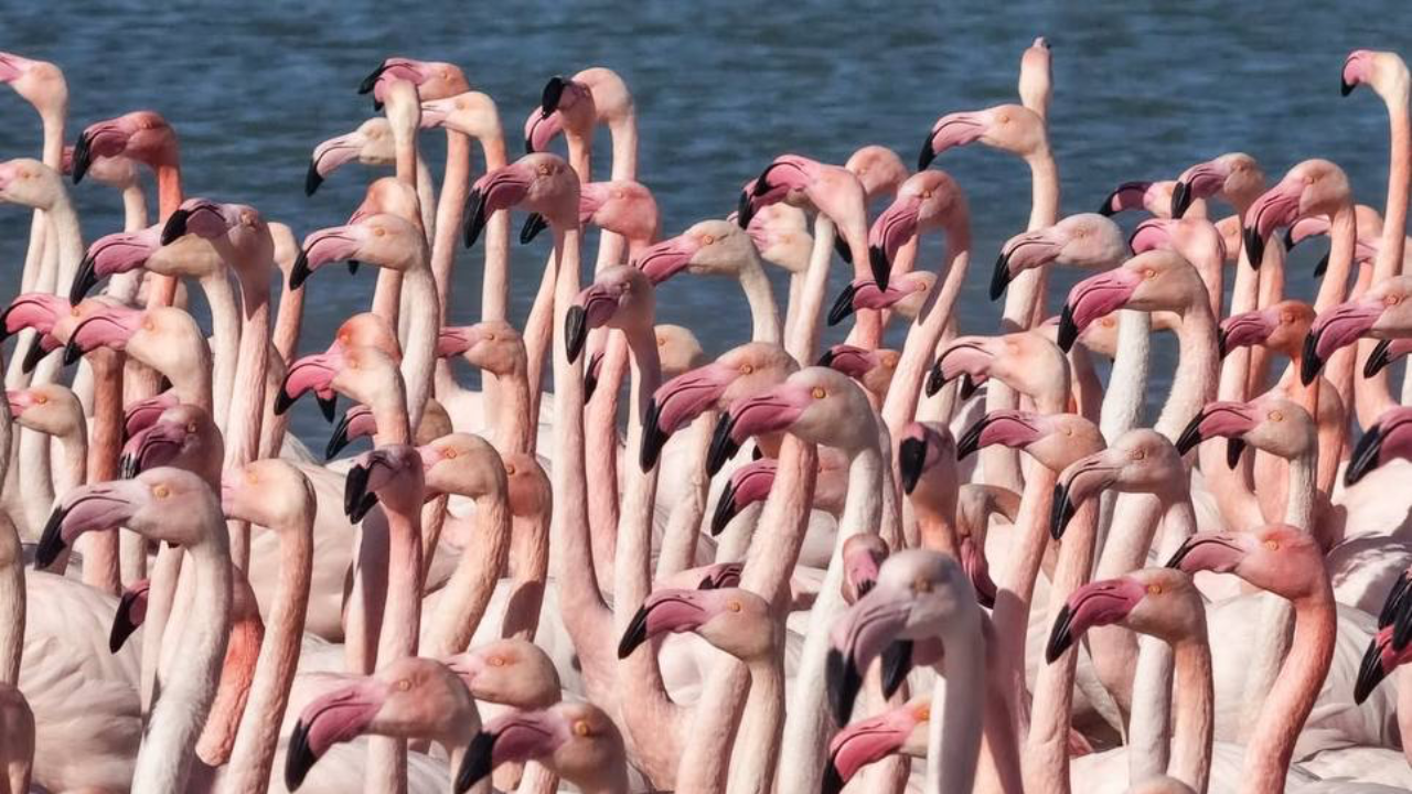 Қызыл кітапқа енген қоқиқаздар Маңғыстауға қайта оралды