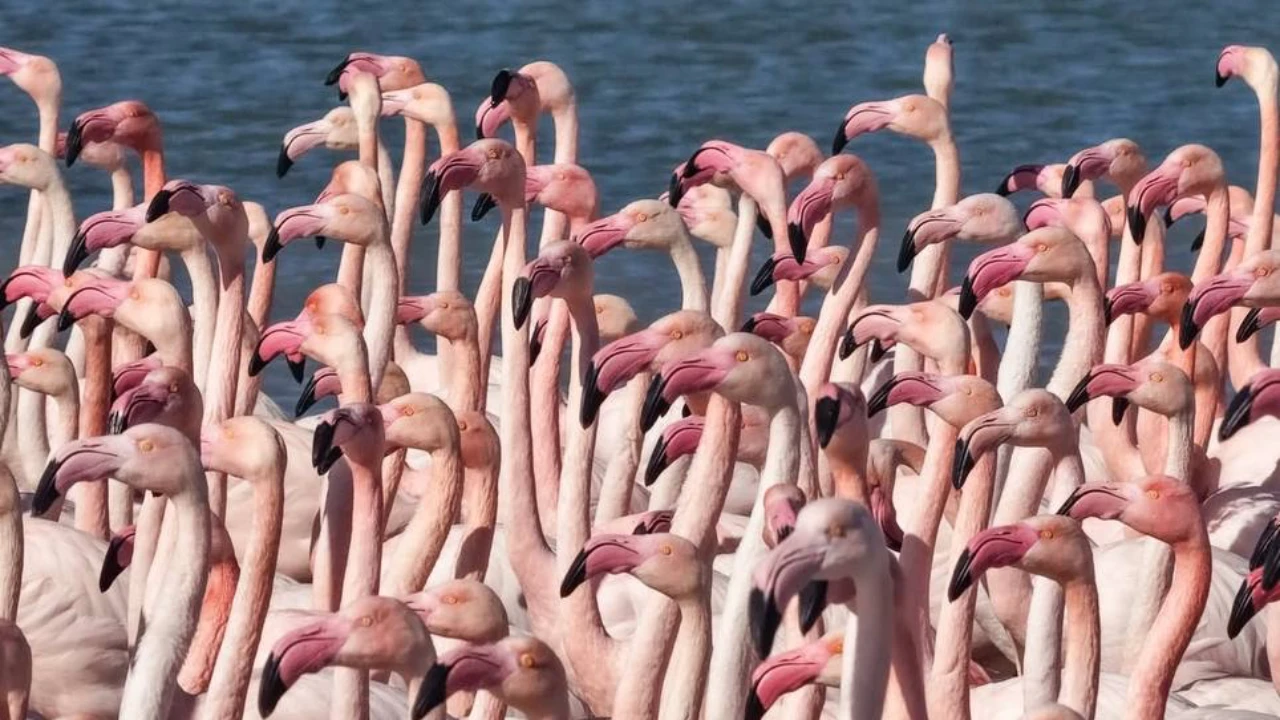 Қызыл кітапқа енген қоқиқаздар Маңғыстауға қайта оралды