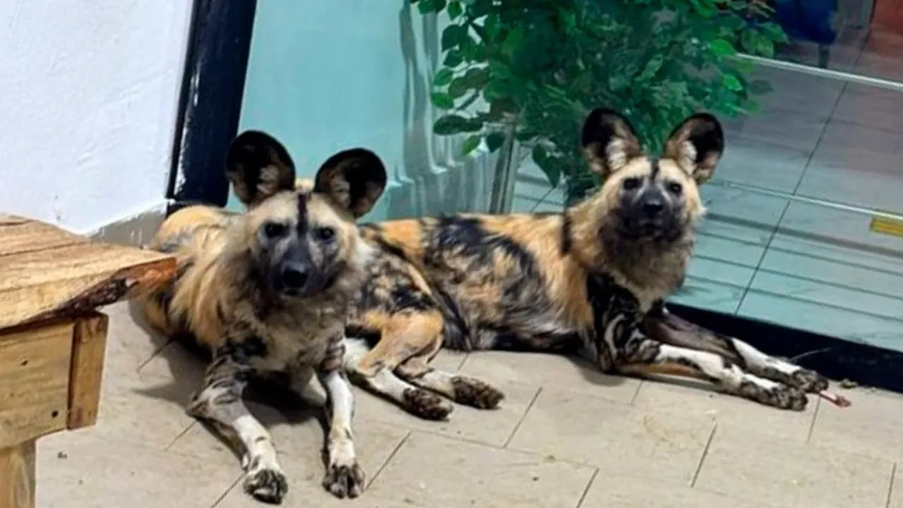 В Карагандинский зоопарк привезли полосатых гиен из Еревана