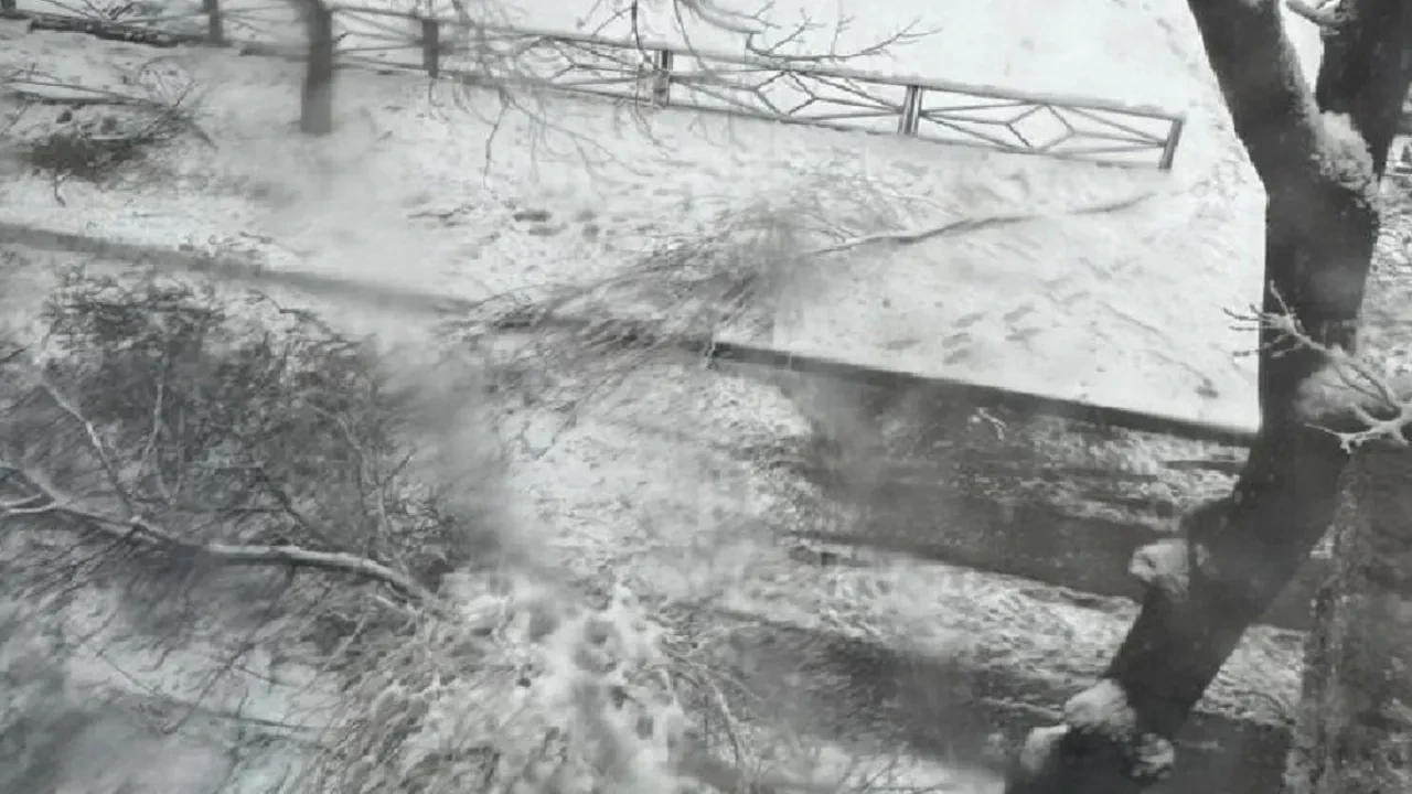 В Шымкенте погиб мальчик, оказавшись под веткой дерева