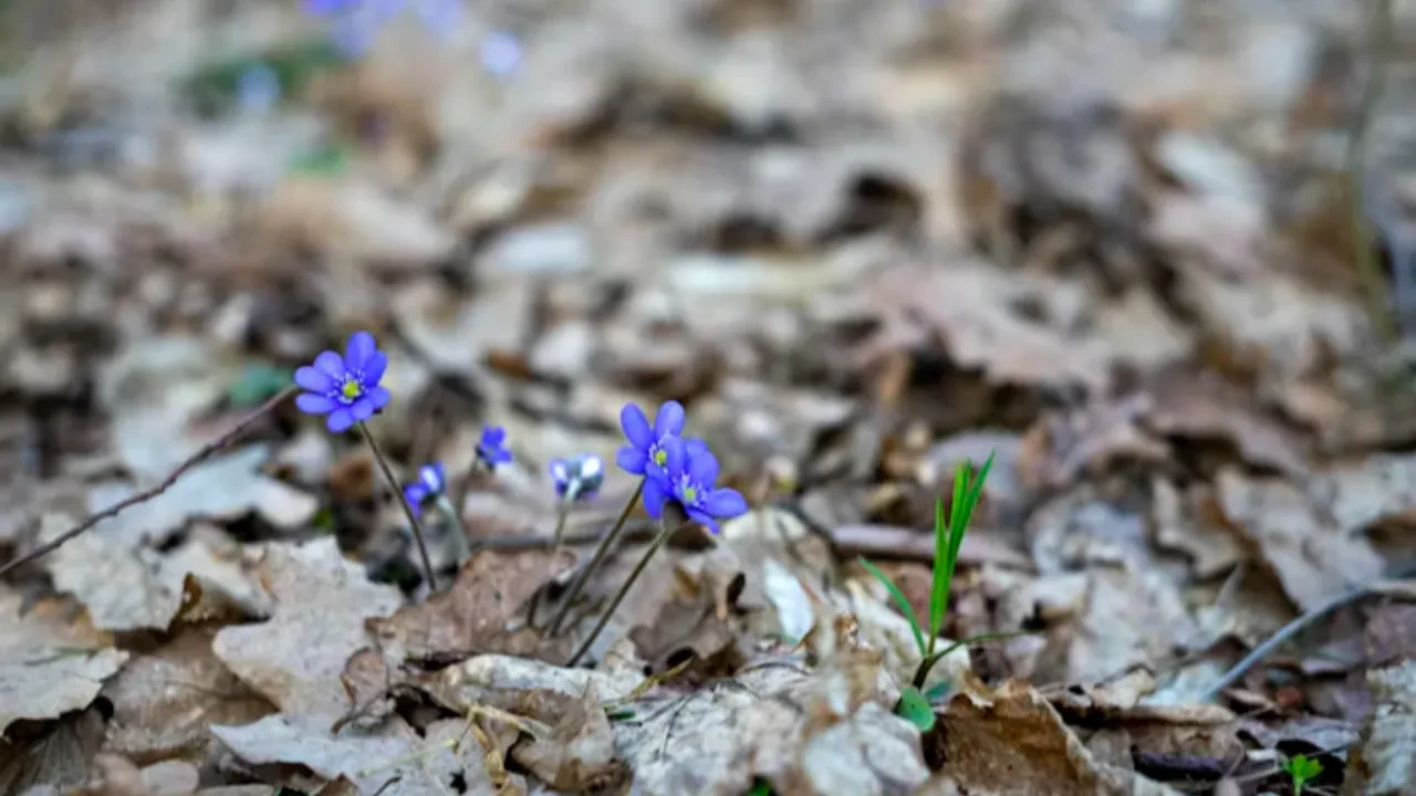 Сколько дней отдохнут школьники в марте