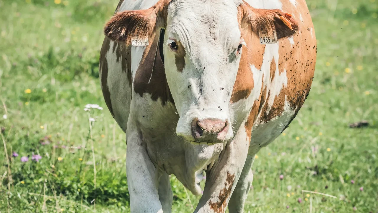 В Алматы начали вакцинировать скот в хозяйствах