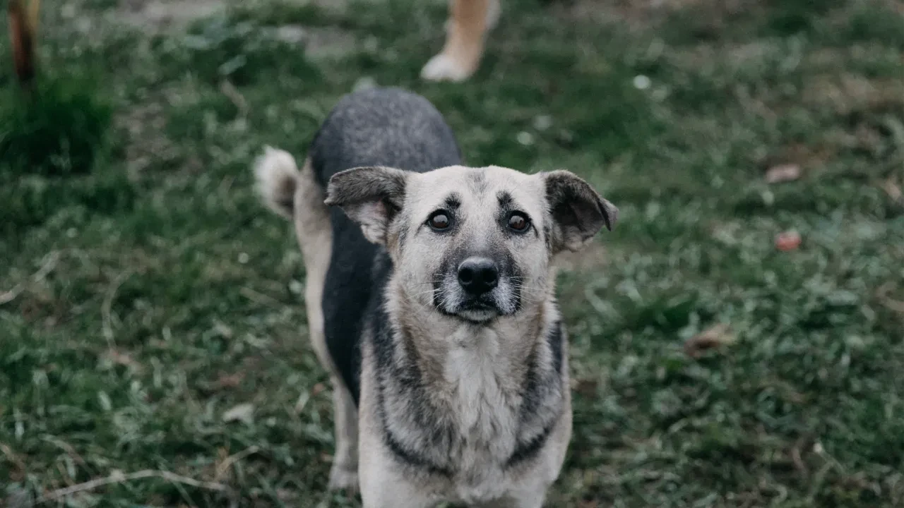 Шокирующее нападение в Каскелене: свора собак едва не растерзала женщину