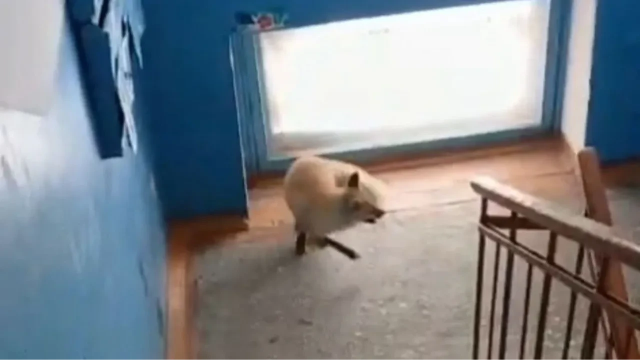 Лису обнаружили в подъезде города Рудный