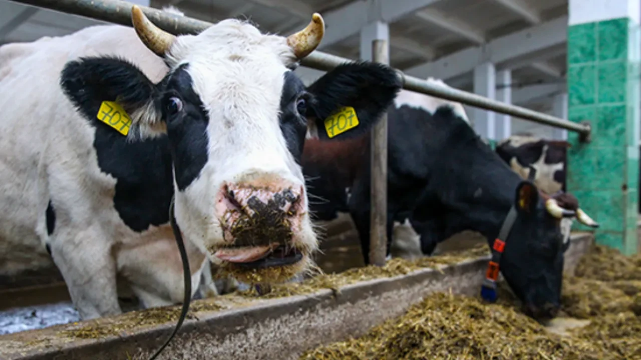 Қазақстан Ресейден мал азығын әкелуге шектеу қойды