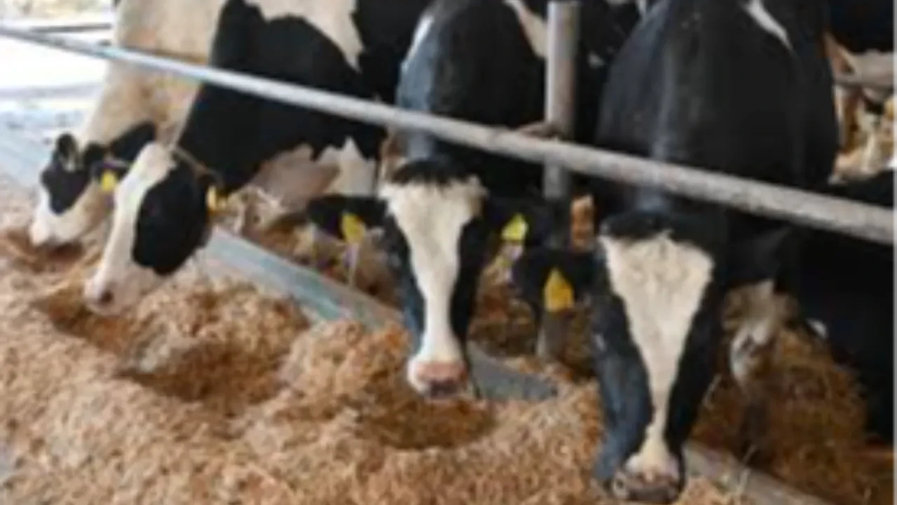 Казахстан ввел ограничения на ввоз кормов для скота из России