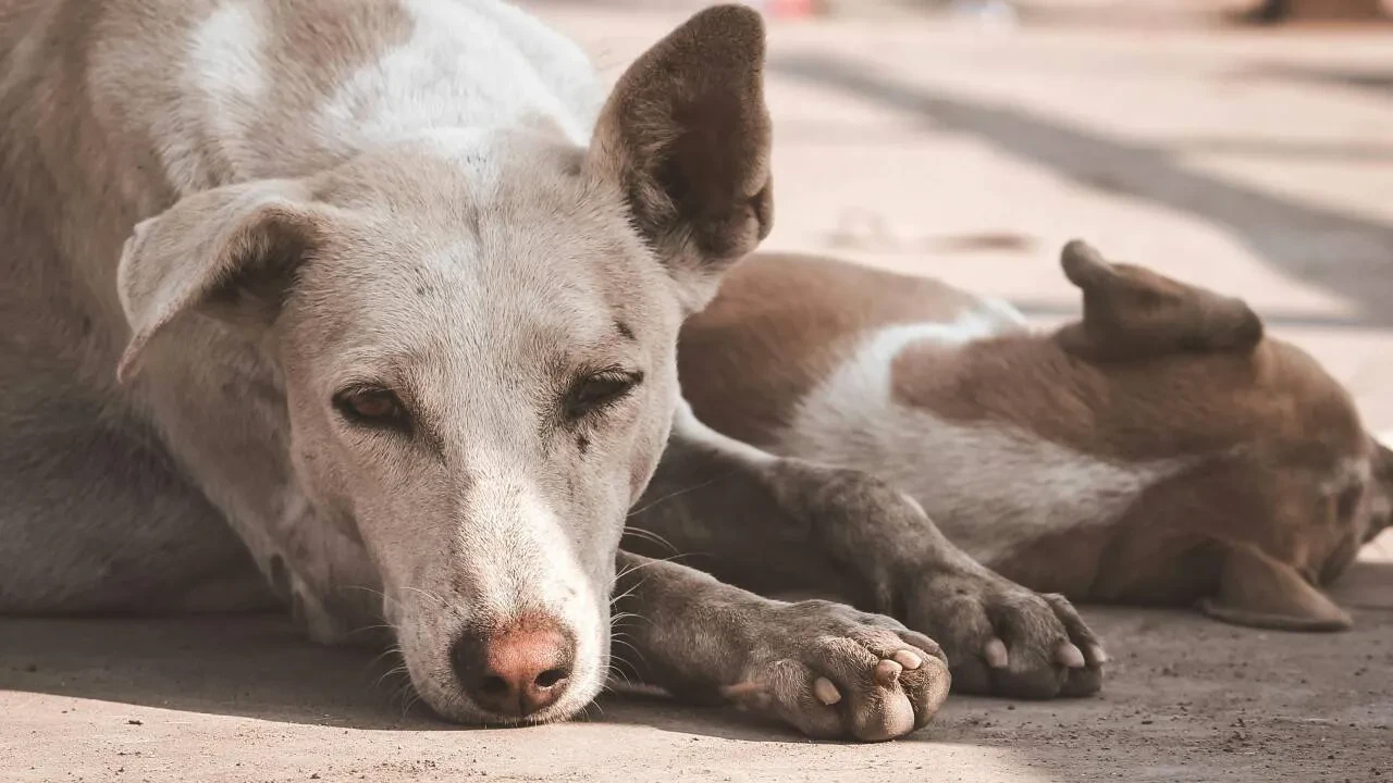 В пригороде Астаны женщина стала жертвой нападения собаки