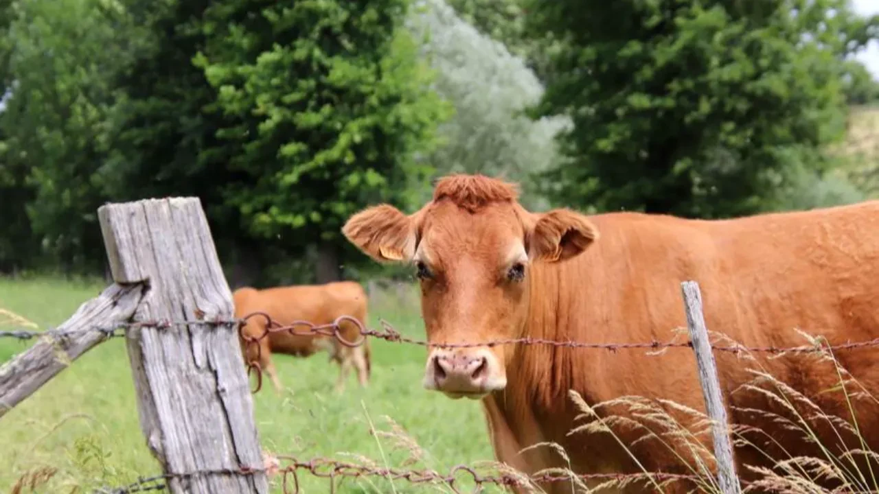 В Арысском районе всплыла на поверхность афера с госсубсидиями