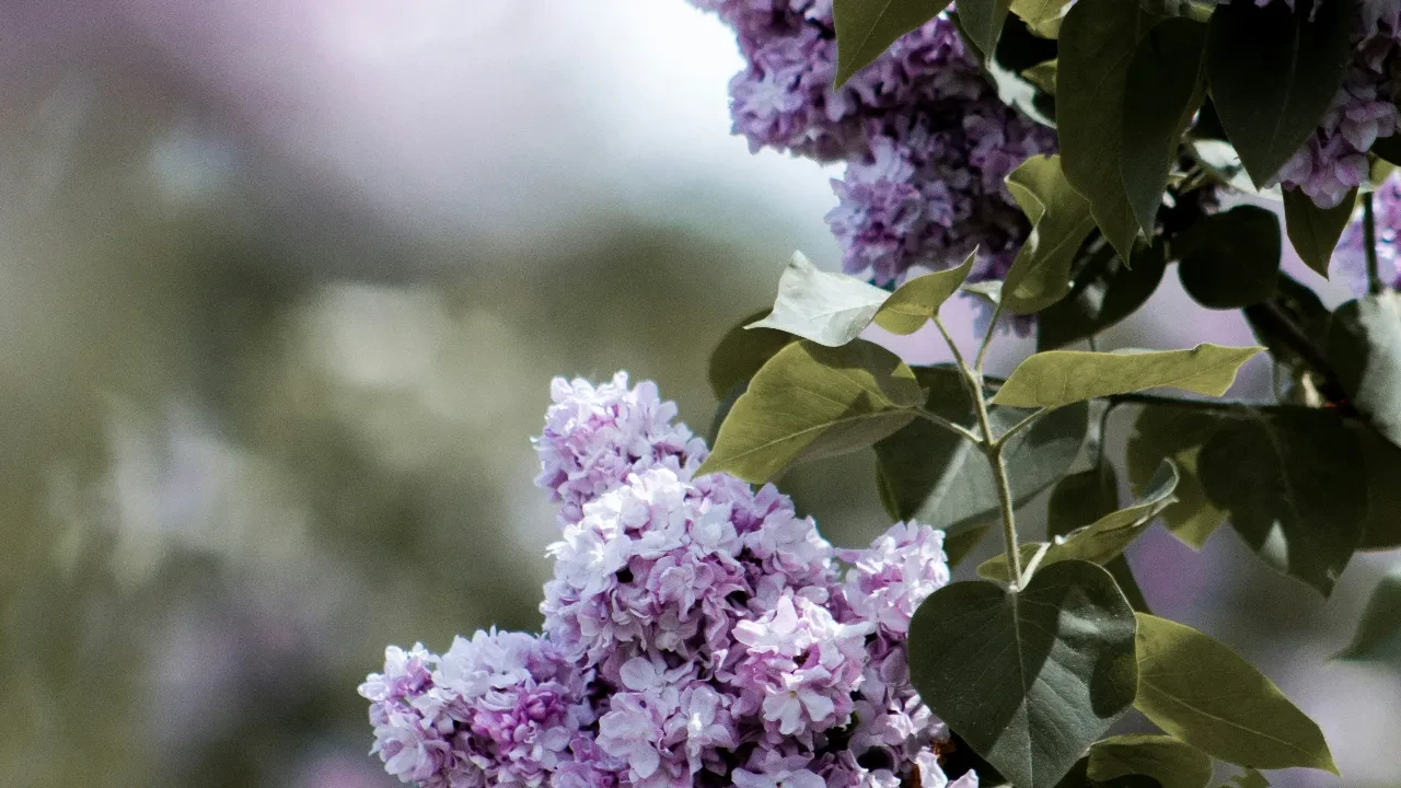 За срыв сирени установлен штраф в 216 тысяч тг