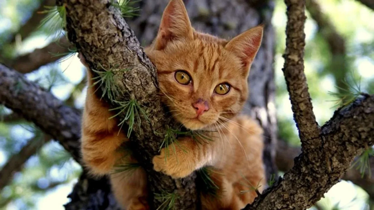 Павлодарда мысықты құтқармақ болған ер адам биіктен құлап қаза тапты