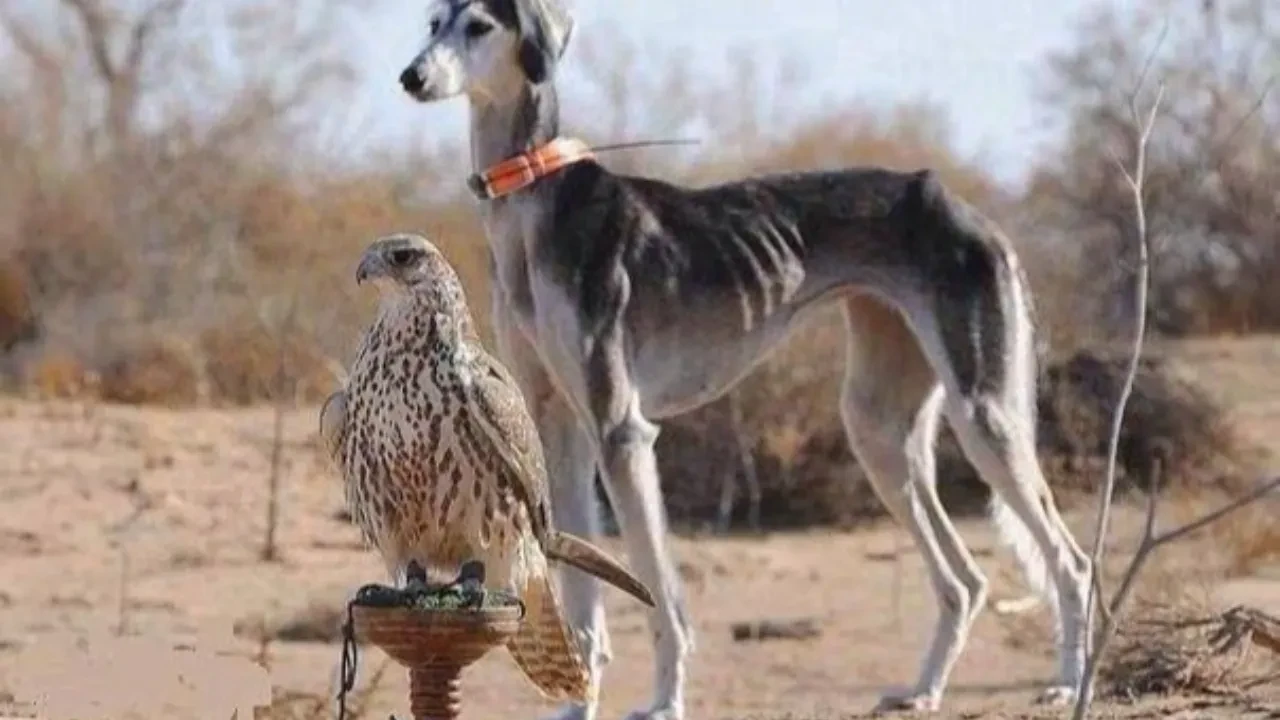 В Казахстане появился новый праздник — День казахского тазы и тобета