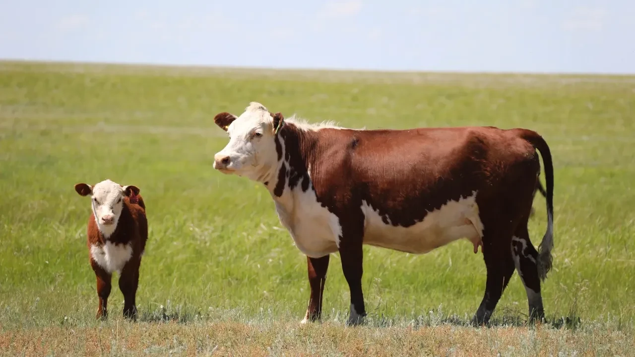 Қытайда Қазақстан шекарасына жақын жерде аусыл індеті тіркелді