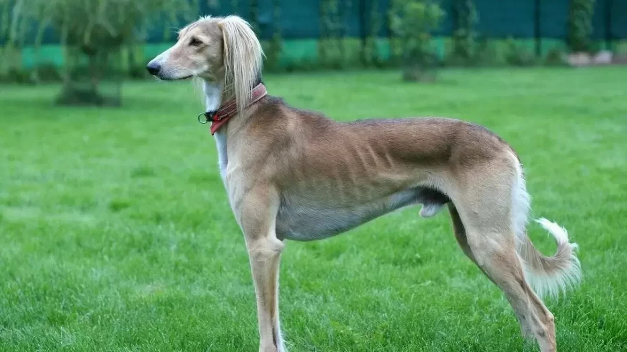 Қазақстанда жаңа ерекше мереке пайда болды