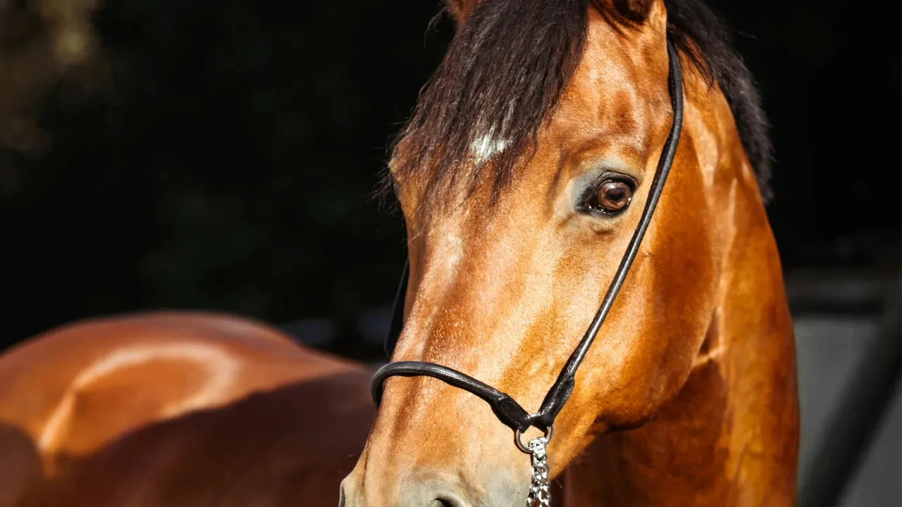 Кони, которые служили КНБ могли уйти на согым - эксперт