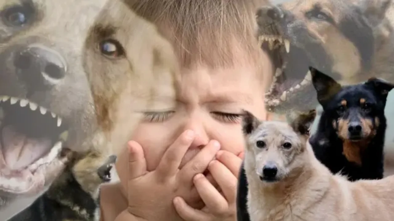 Баласын ит талап өлтірген әке қаңғыбас иттерге қатысты заңды күшейтуді сұрайды