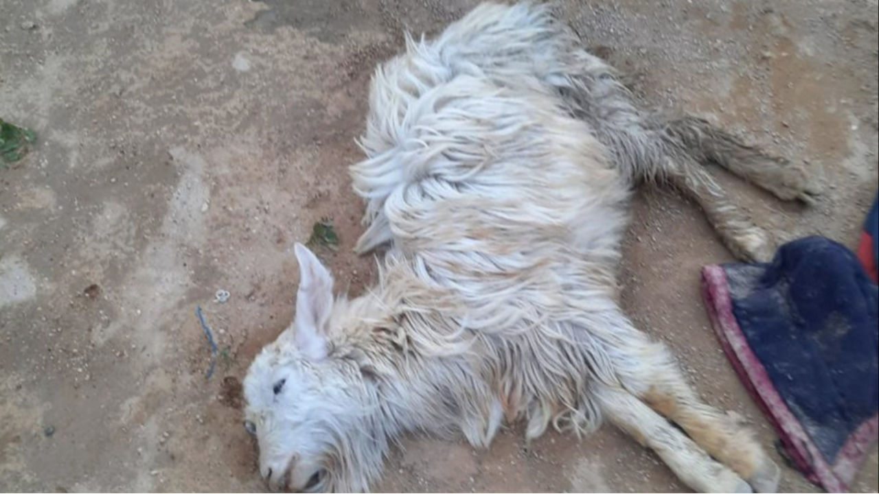 Маңғыстауда 550-ден астам мал қырылып әкімдік жағдайға түсініктеме берді