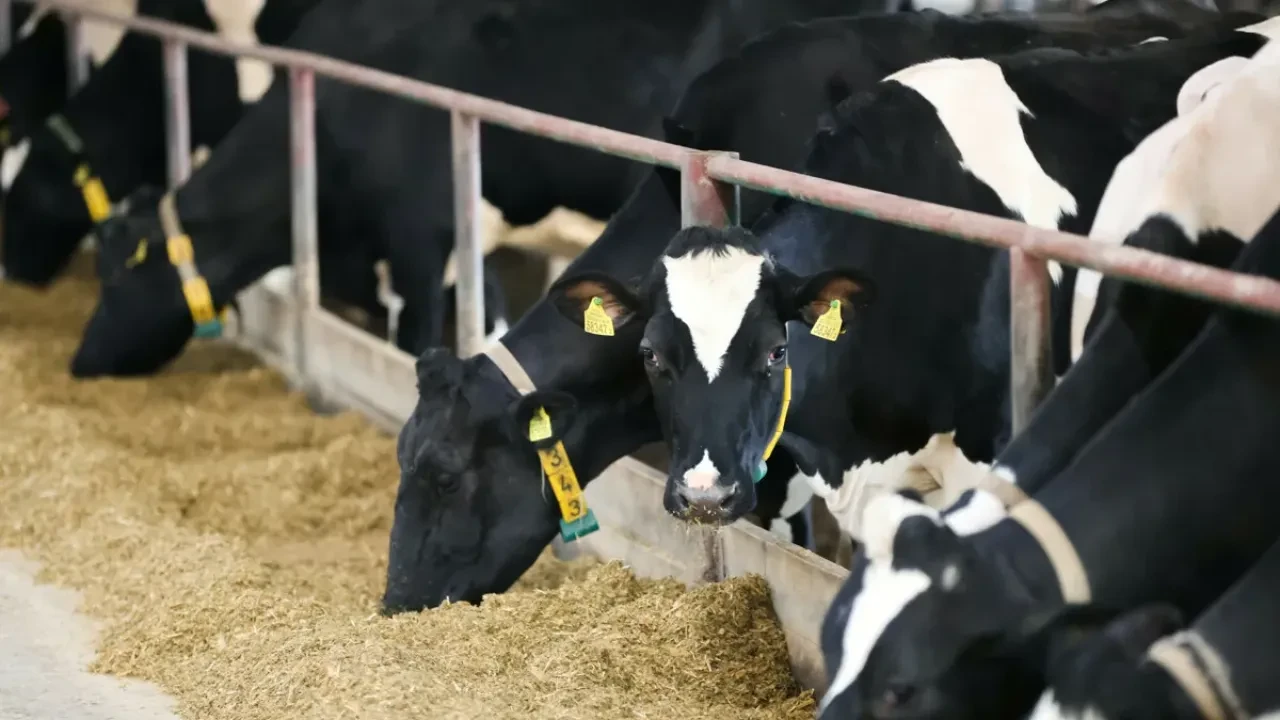 Узбекистан будет разводить скот и выращивать виноград на белорусской земле