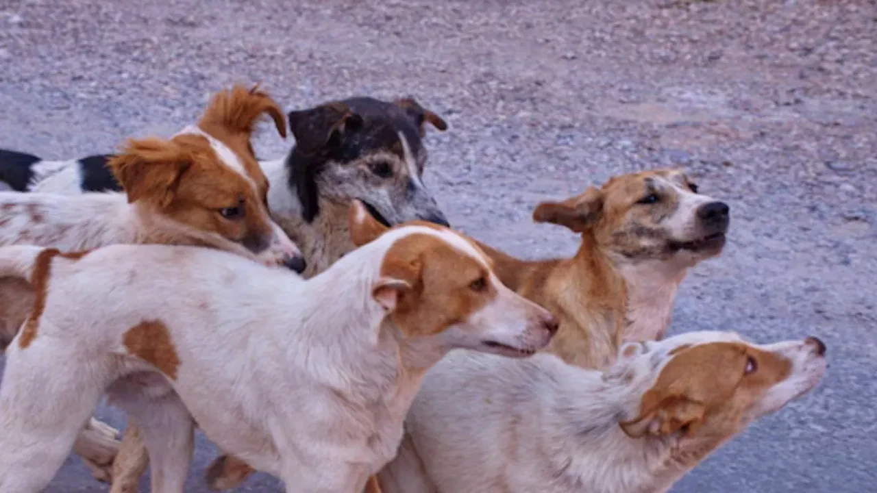 Is Dog Meat Being Sold in Astana Cafes? Veterinary Service Clarifies