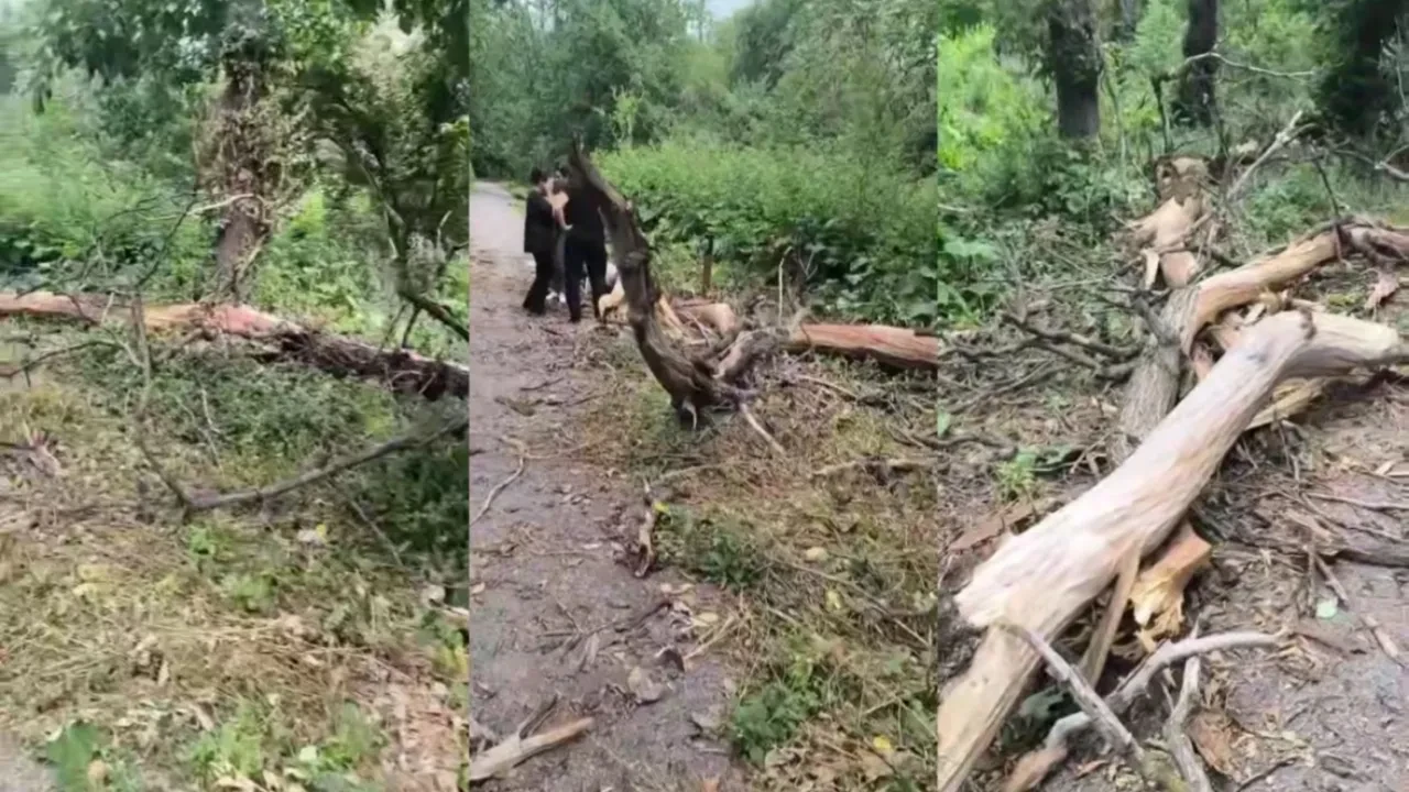 Алматыда Баум тоғайында үстіне ағаш құлаған қыз бір аптадан бері комада жатыр