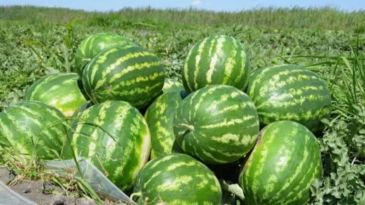 Қарбызды қашан жеген қауіпсіз: Ауыл шаруашылығы министрлігі жауап берді